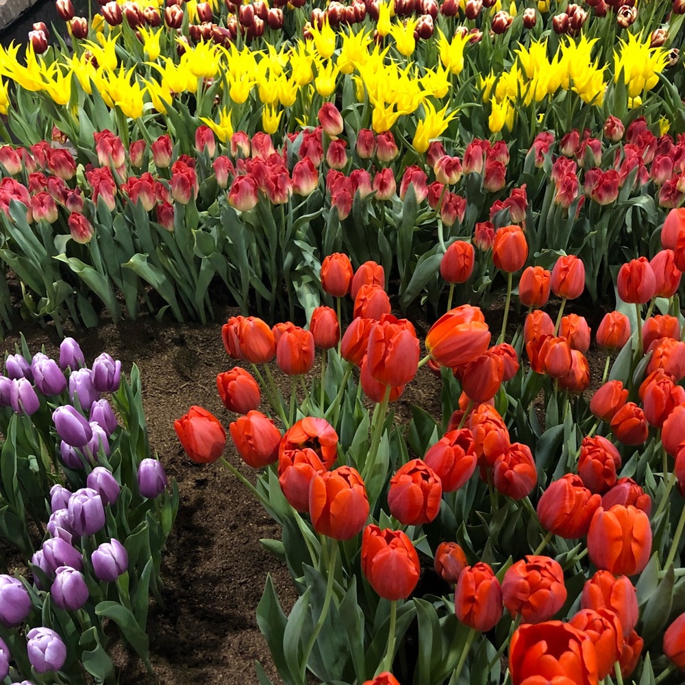 Meet your Posher, Samantha